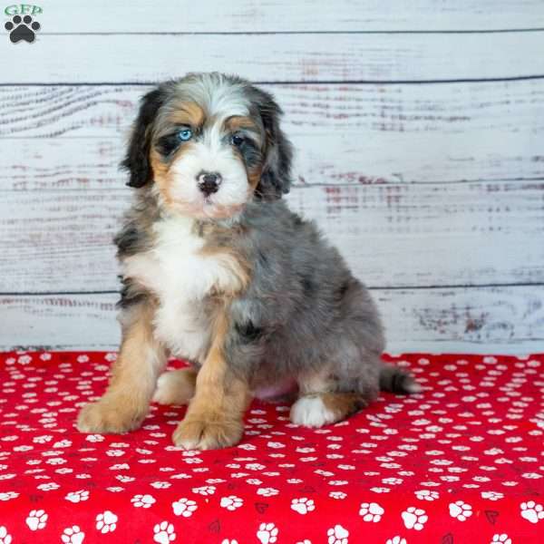 Brett, Bernedoodle Puppy